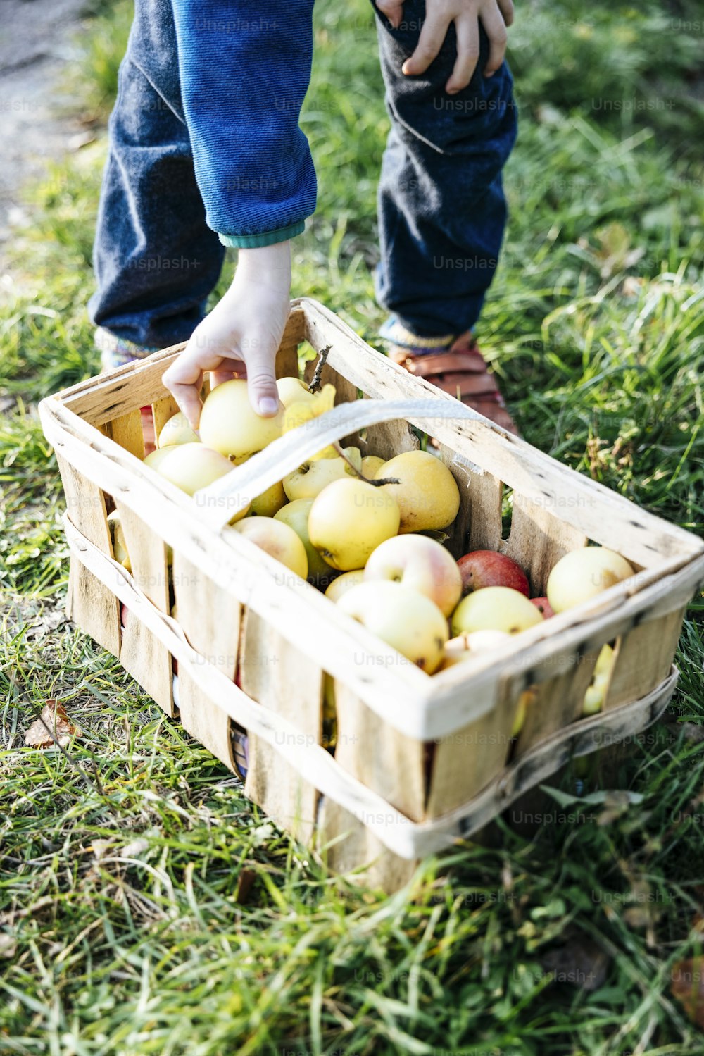 Un bambino che raccoglie mele da un cesto nell'erba