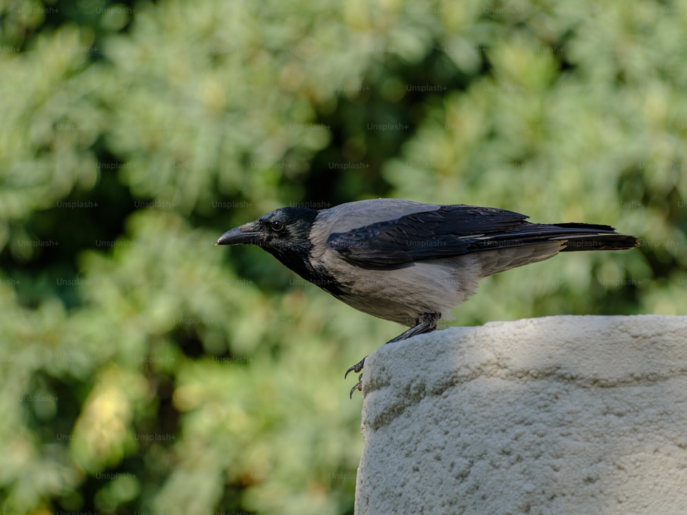 Un pájaro blanco y negro sentado encima de una pared de cemento