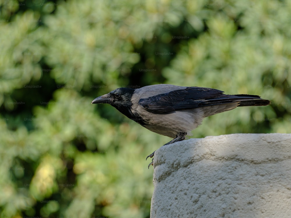 a black and white bird sitting on top of a cement wall