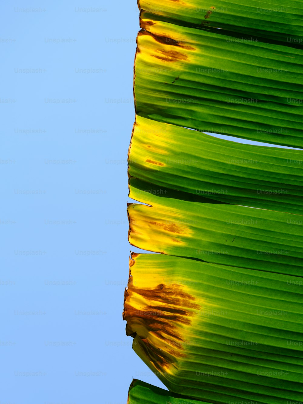 a close up of a green leaf with yellow spots