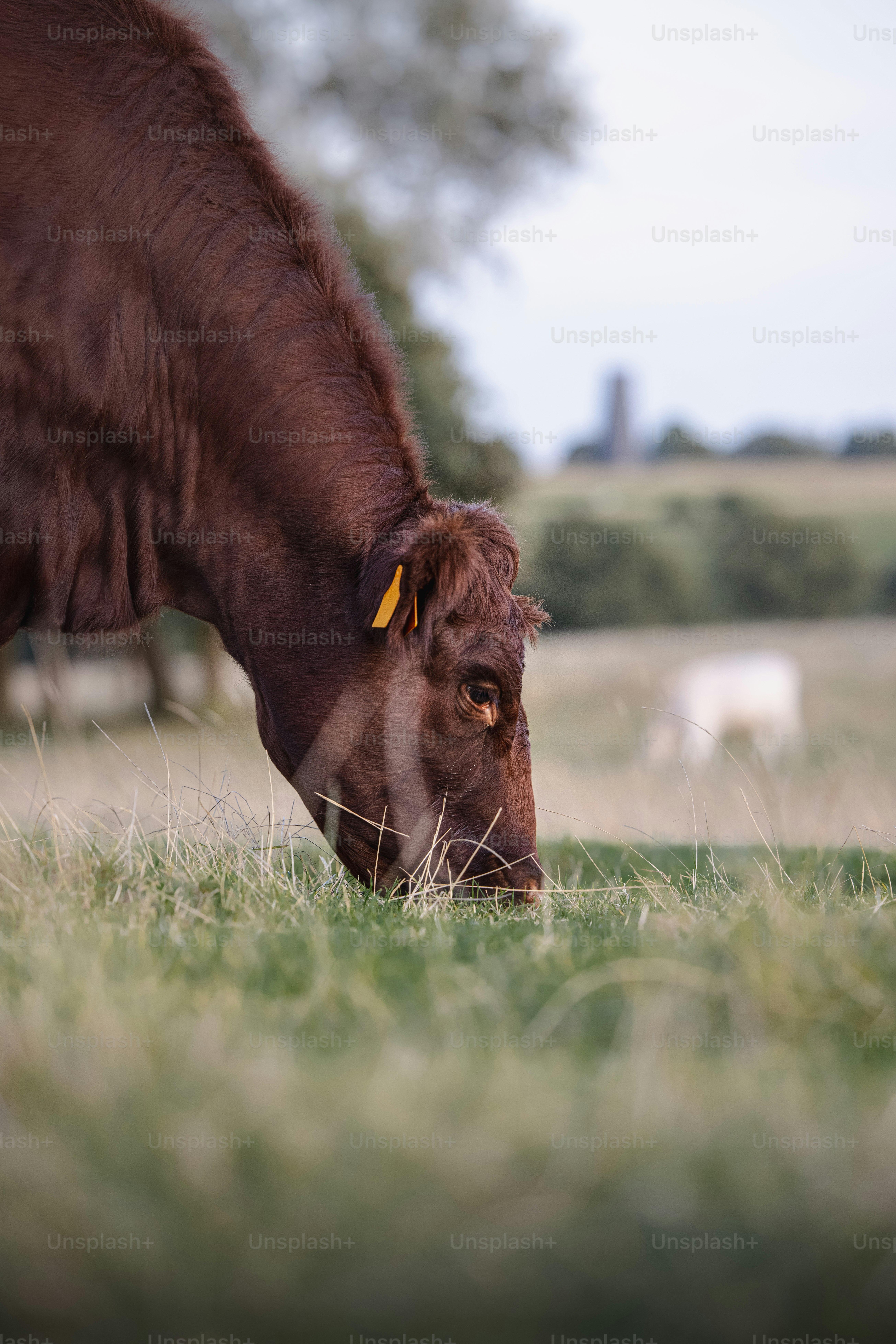 A brown cow eating grass in a field photo – Cow Image on Unsplash