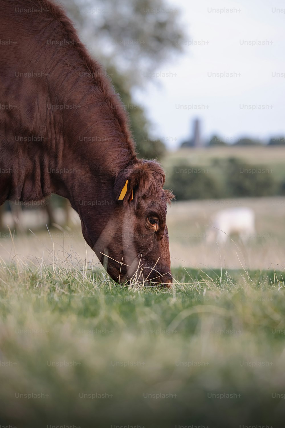 Una vaca marrón comiendo hierba en un campo