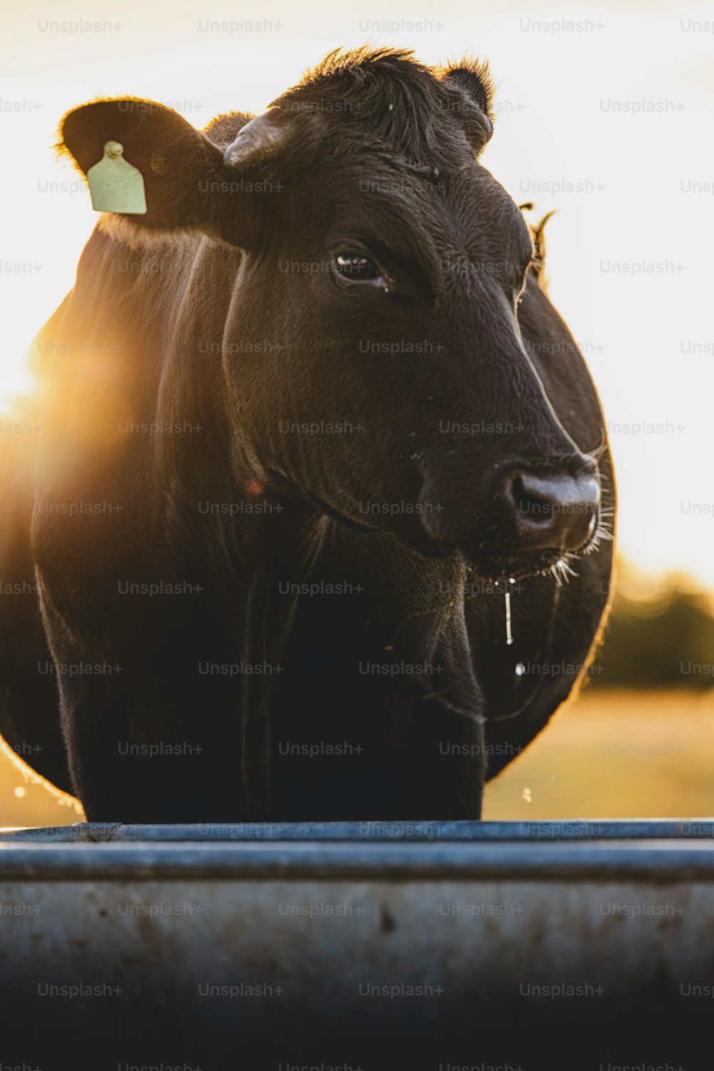una mucca nera in piedi in cima a un campo coperto di erba