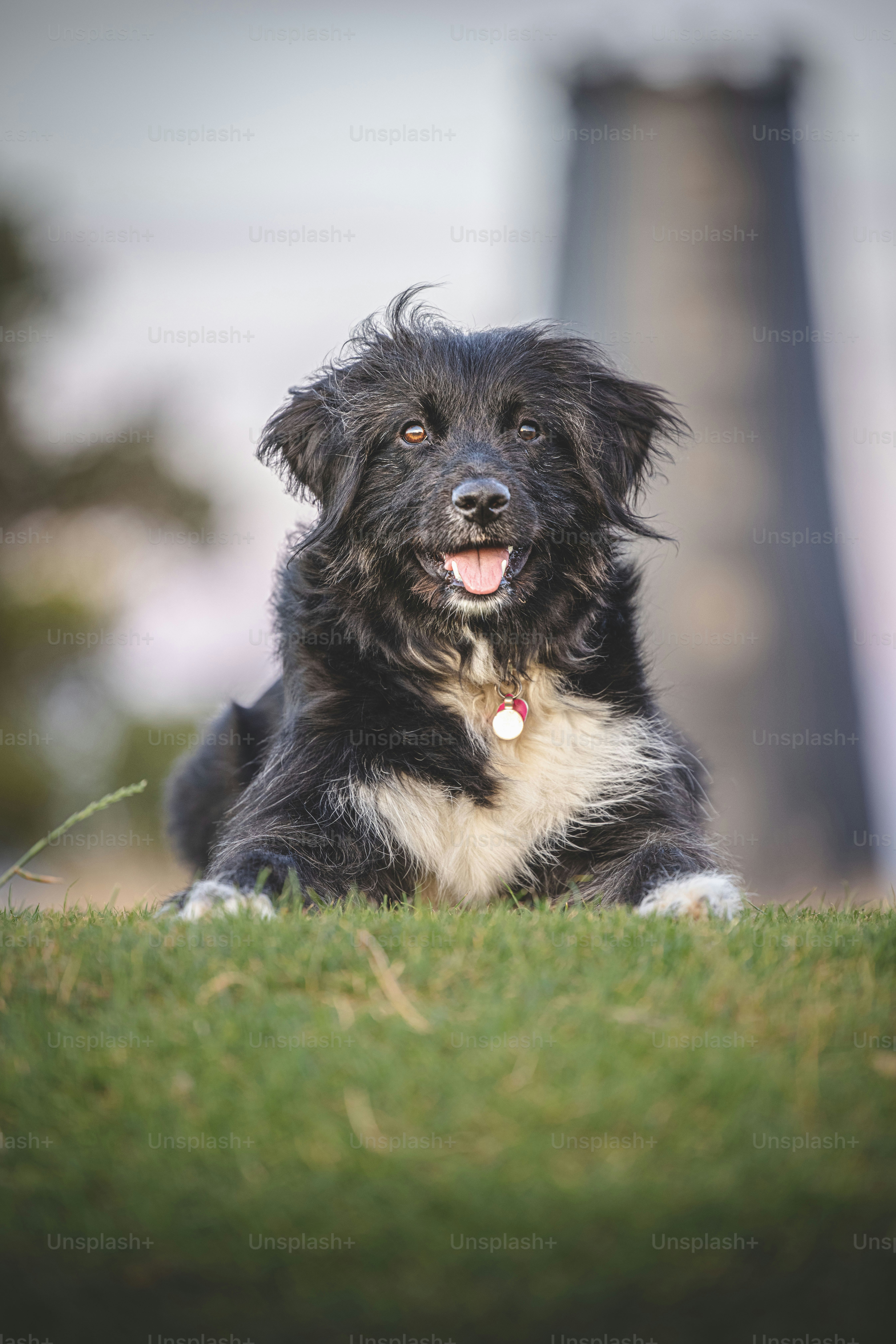 a black and white dog laying on top of a lush green field