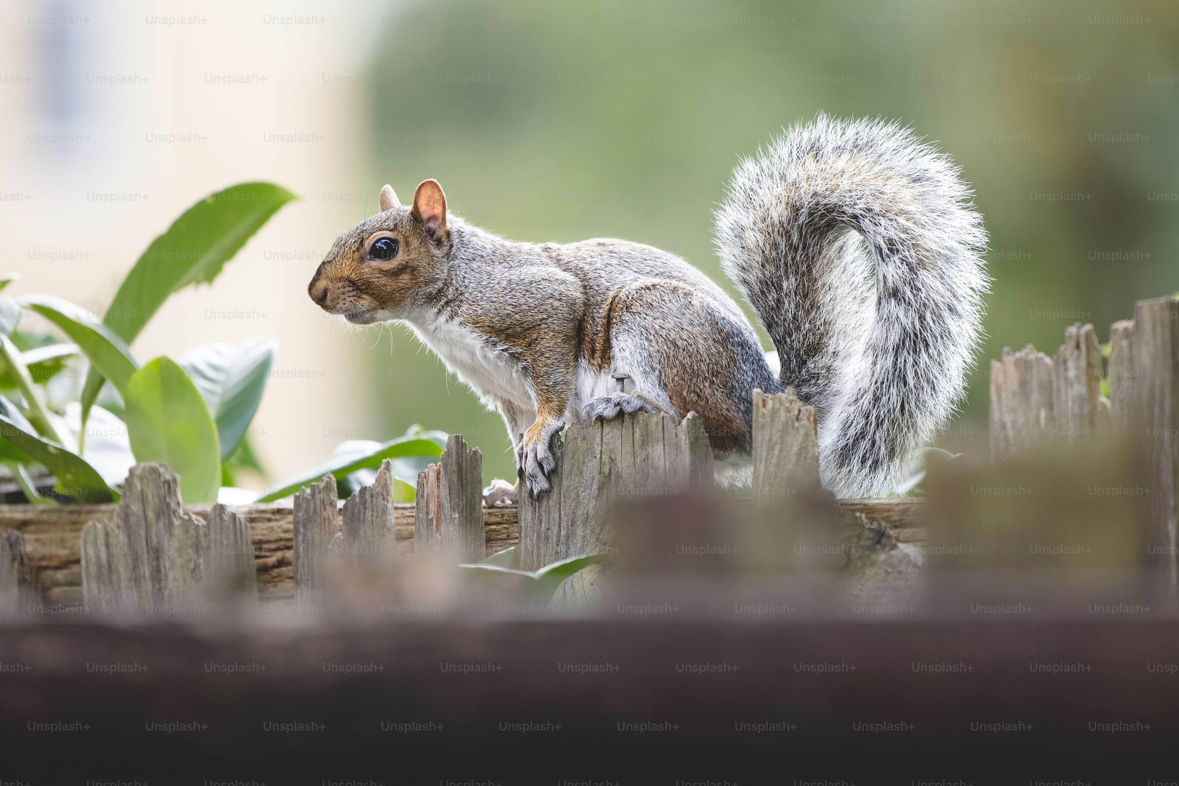 a squirrel standing on top of a wooden fence