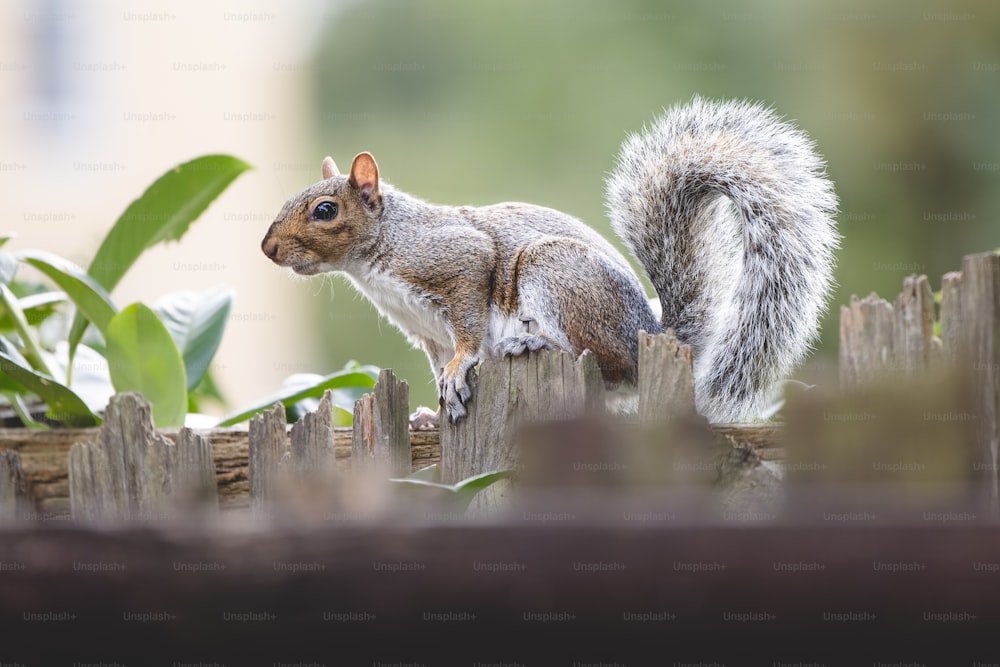 ein Eichhörnchen, das auf einem Holzzaun steht