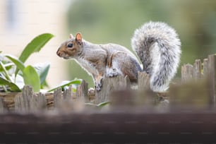 un écureuil debout au sommet d’une clôture en bois