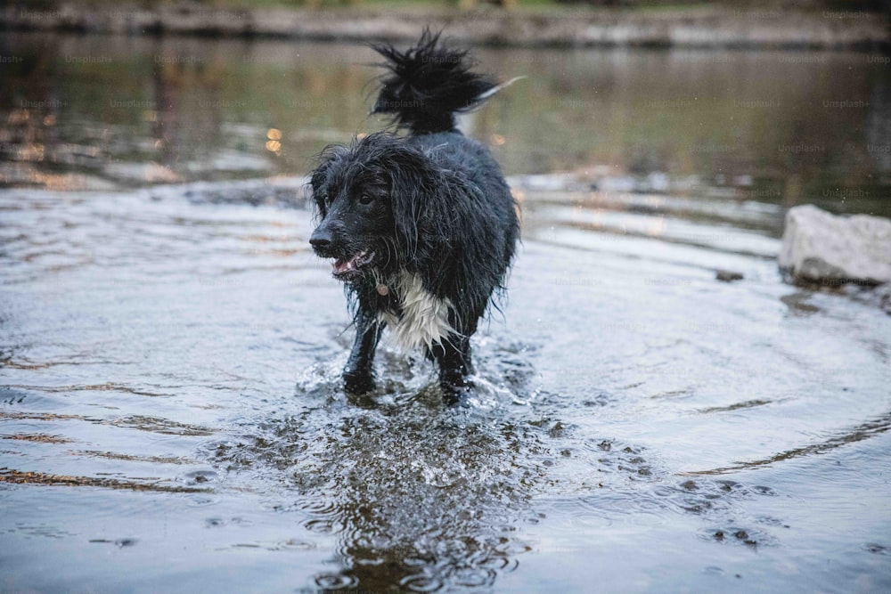 ein nasser schwarzer Hund, der im Wasser läuft