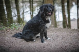 Ein schwarz-weißer Hund, der im Wald sitzt