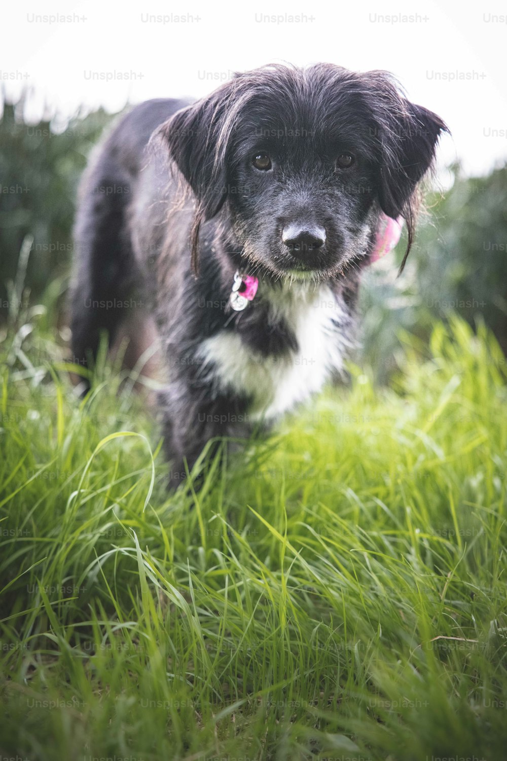 a black and white dog standing in the grass