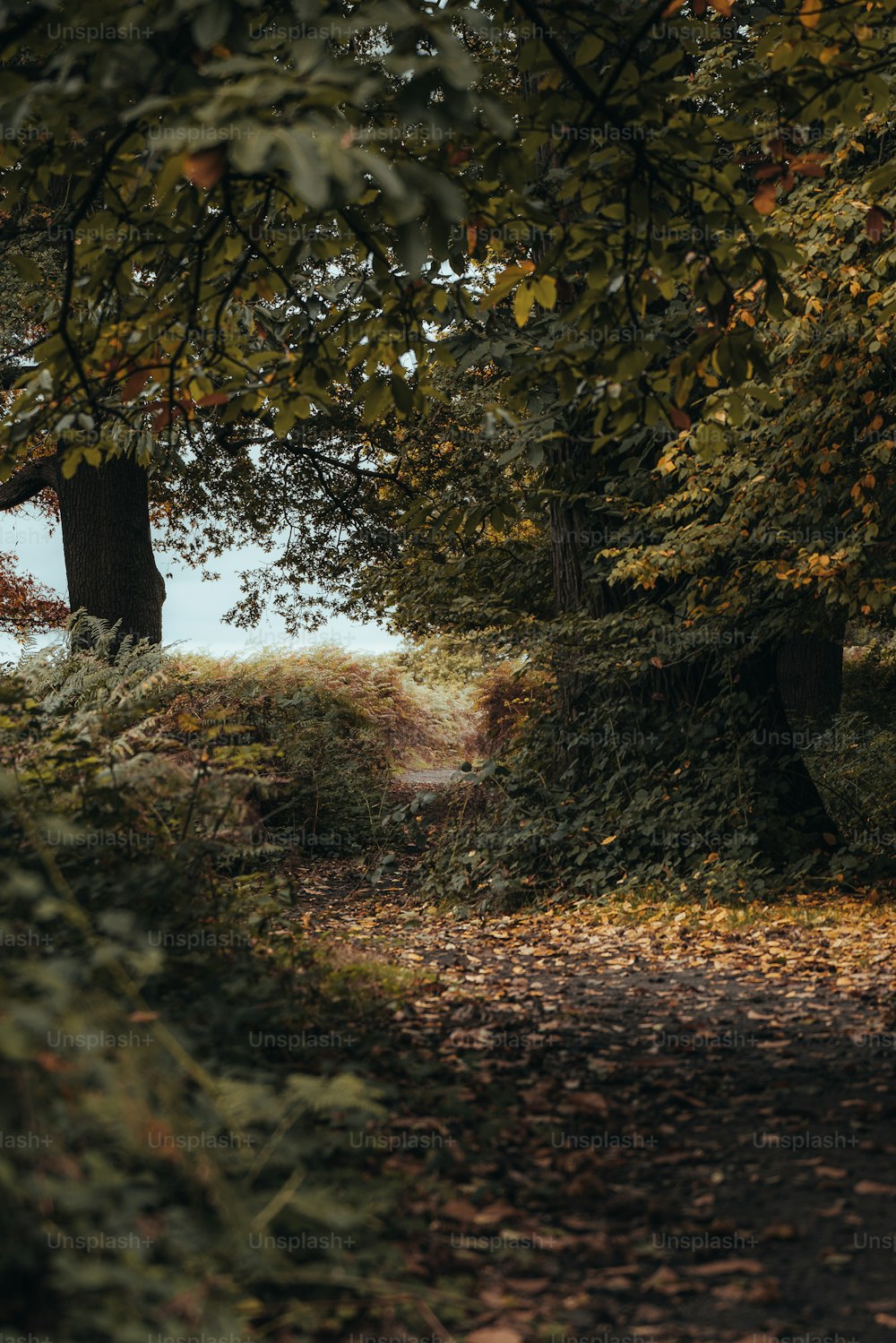 a path in the middle of a wooded area