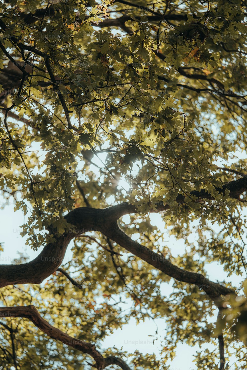 a bird sitting on a branch of a tree