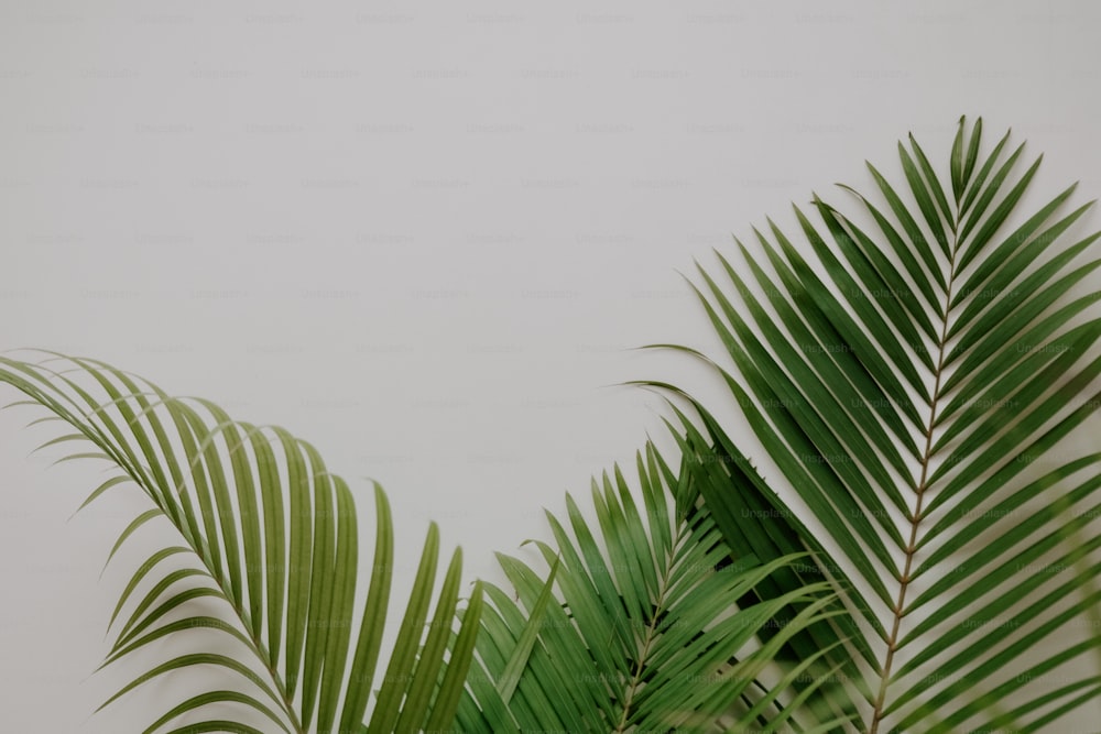 una pianta verde con una parete bianca sullo sfondo