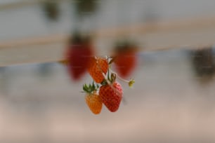 Un groupe de fraises suspendues à une ligne