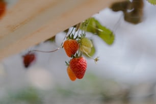 a group of strawberries hanging from a tree