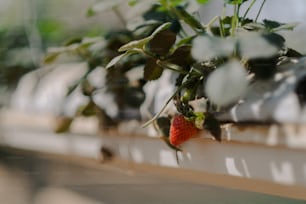 a close up of a strawberry growing on a window sill