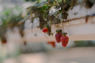strawberries hanging from a branch of a tree