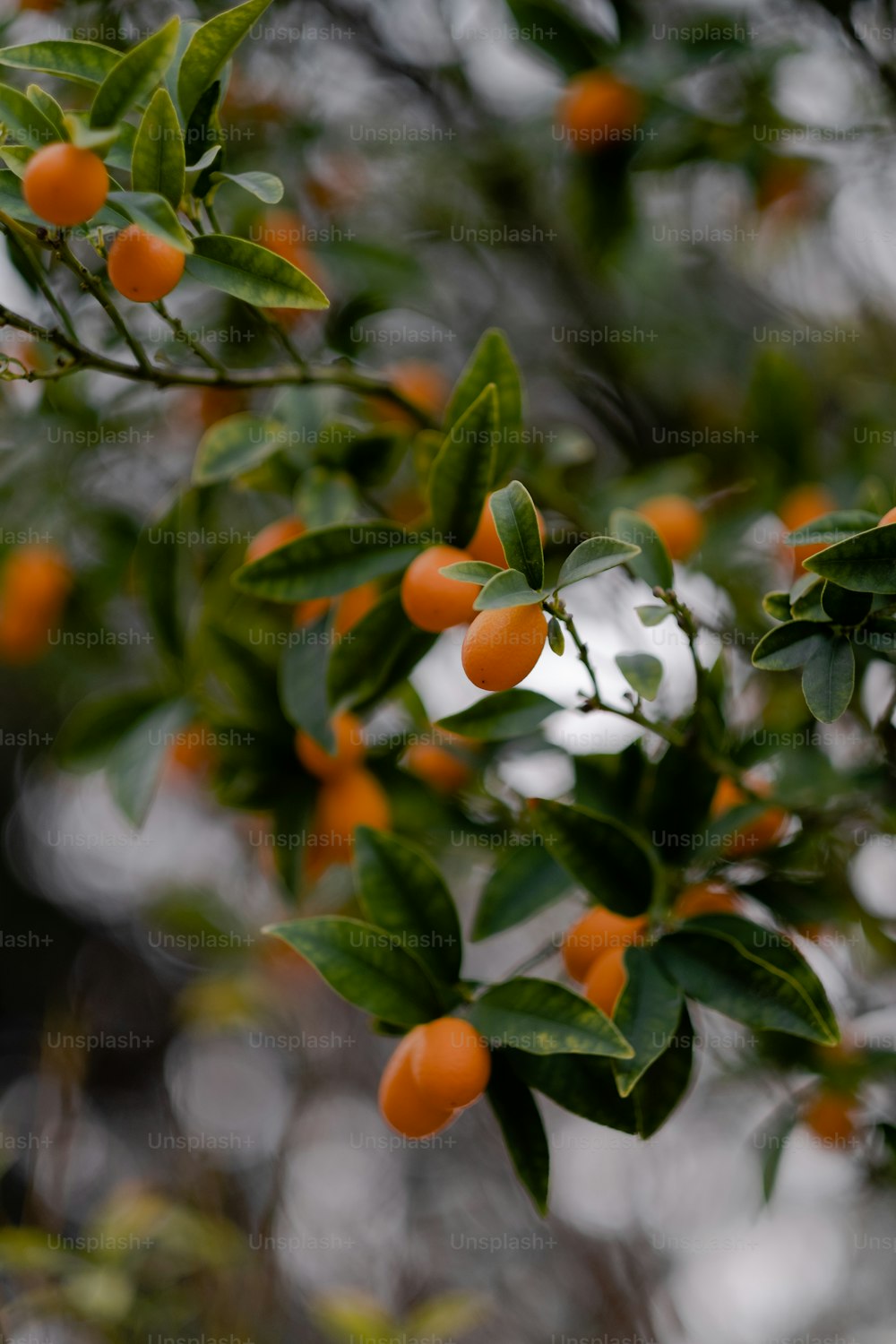 un arbre rempli de beaucoup d’oranges au-dessus