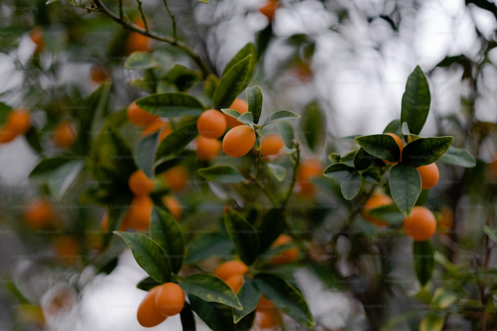 a close up of a tree with oranges on it