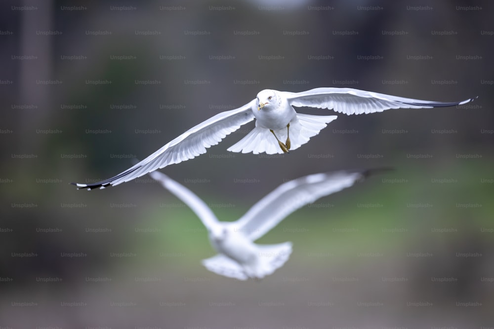 a couple of white birds flying through the air