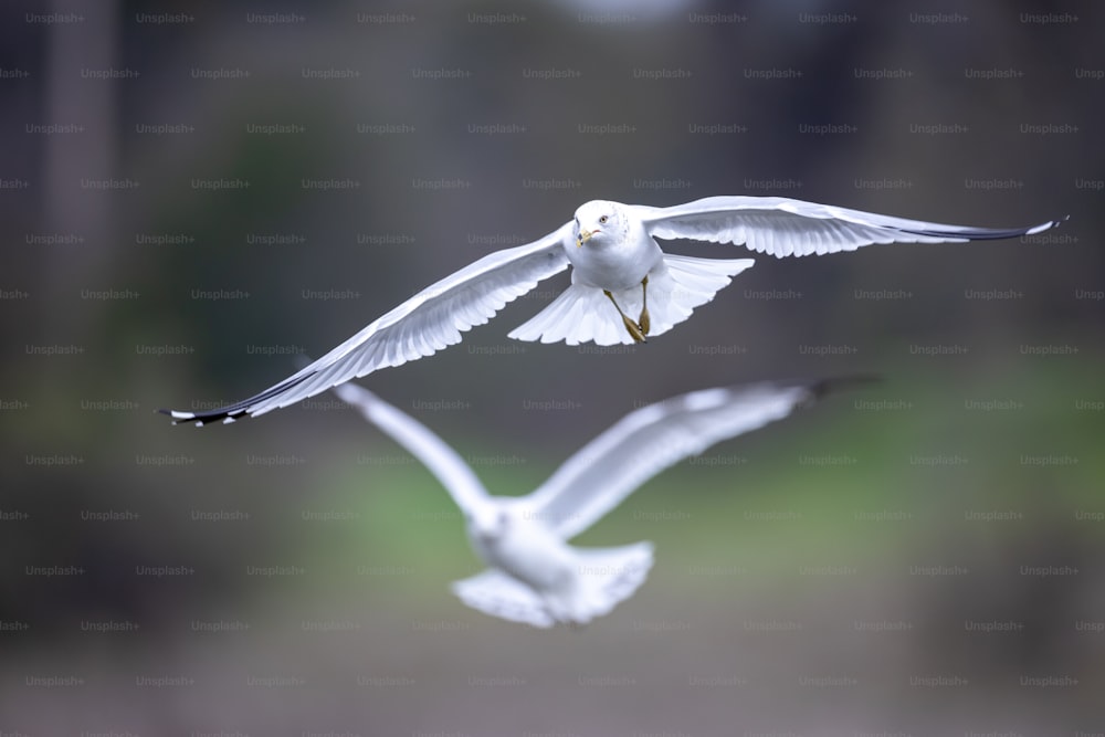 um par de pássaros brancos voando pelo ar
