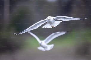 a couple of white birds flying through the air