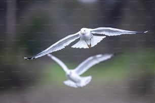 Ein paar weiße Vögel, die durch die Luft fliegen