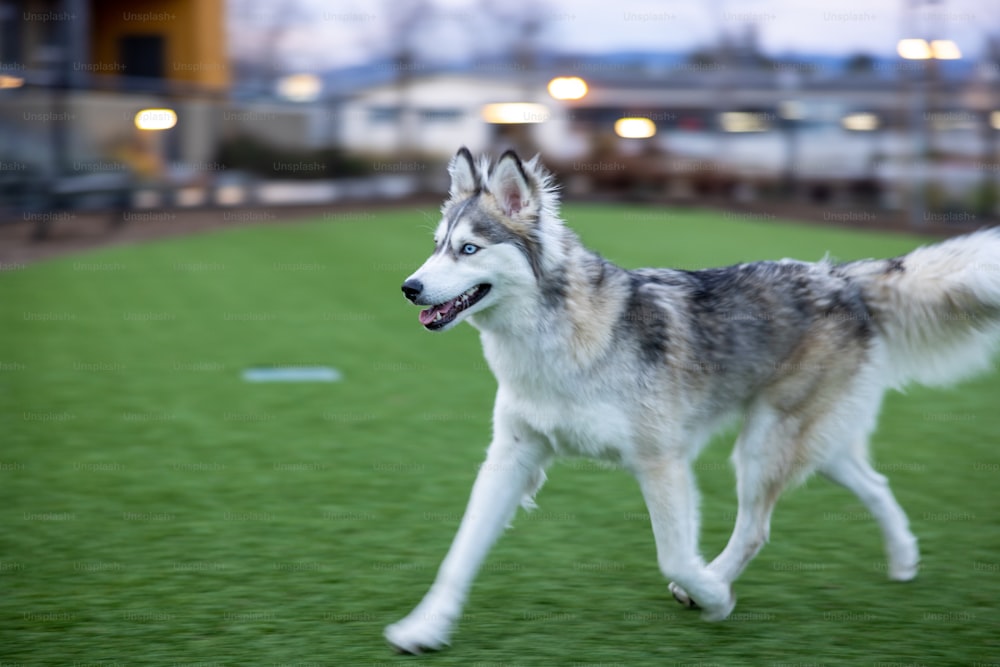 Un perro que está parado en la hierba