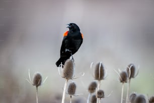 un uccello nero seduto sulla cima di una pianta