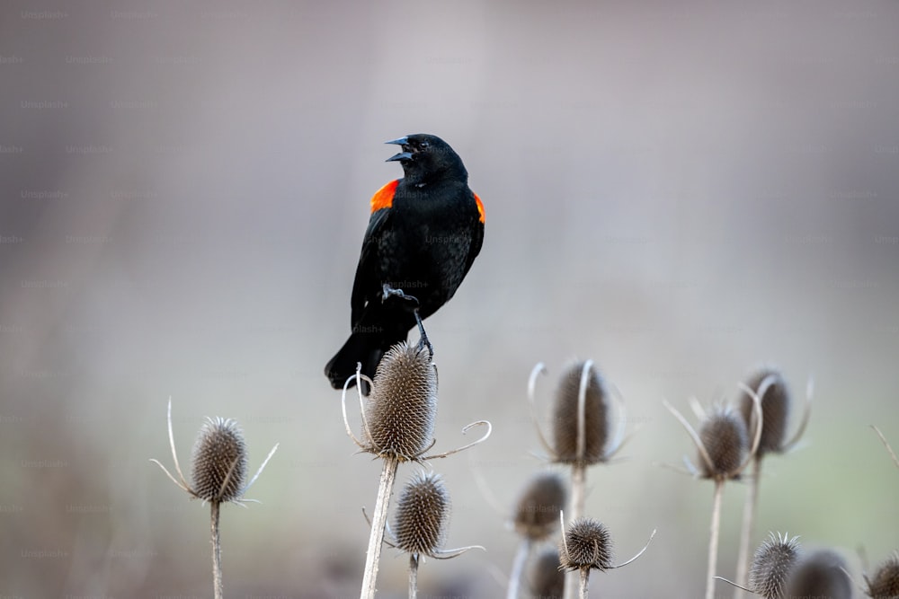 Ein schwarzer Vogel, der auf einer Pflanze sitzt