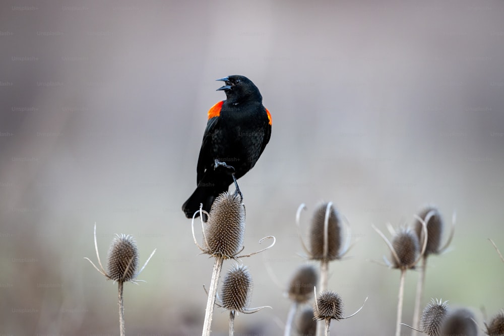 Un pájaro negro sentado encima de una planta