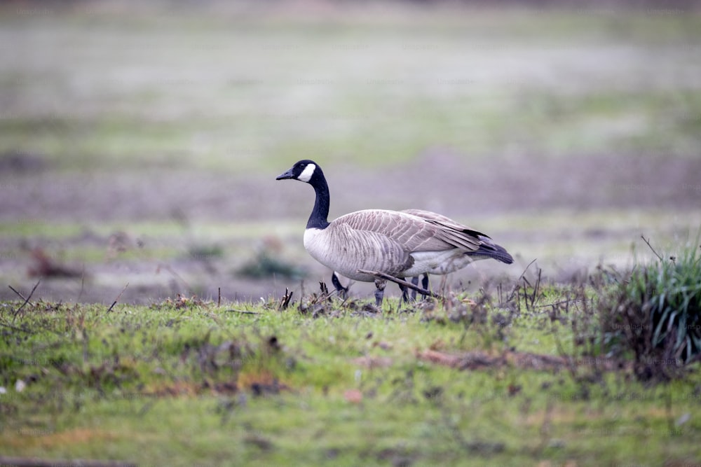 a goose is walking in a field of grass