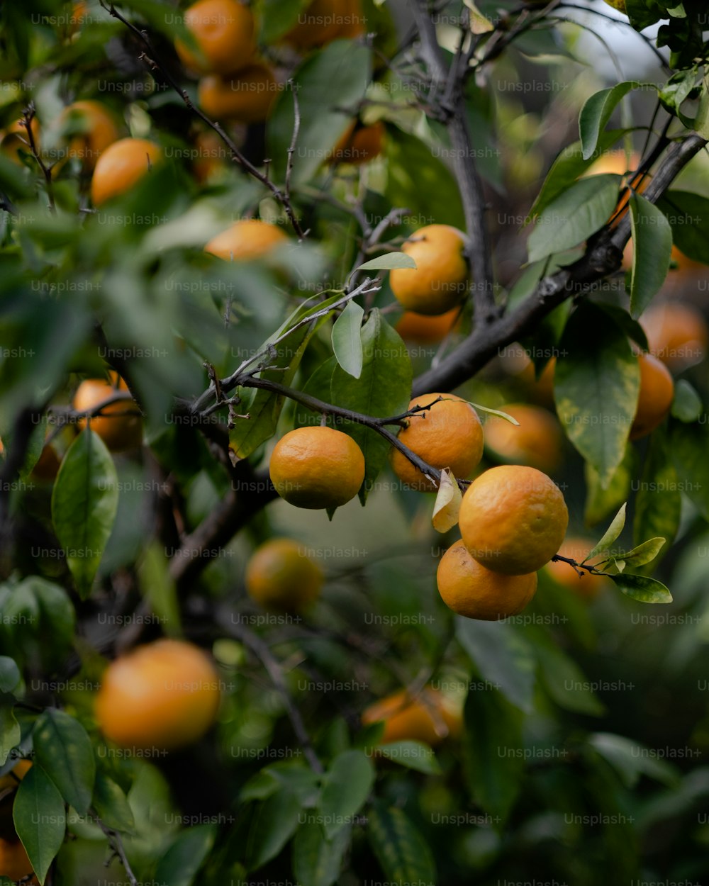 uma árvore cheia de muitas laranjas maduras