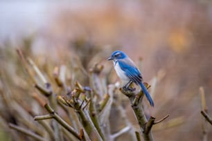 um pequeno pássaro azul sentado em cima de um galho de árvore