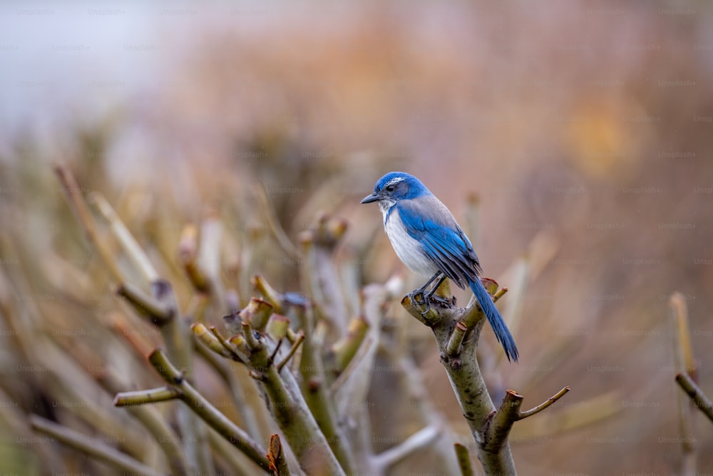 un piccolo uccello blu seduto sulla cima di un ramo di un albero
