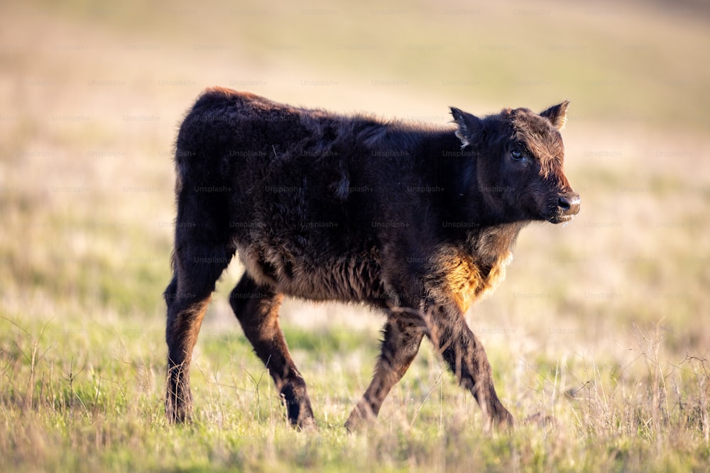 a baby cow walking through a grassy field
