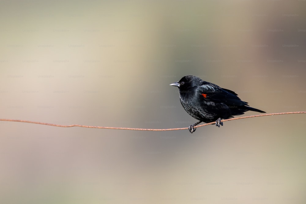 Ein kleiner schwarzer Vogel, der auf einem Draht sitzt