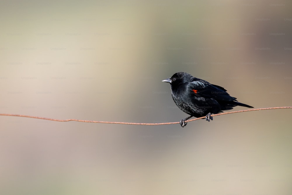 a small black bird sitting on a wire