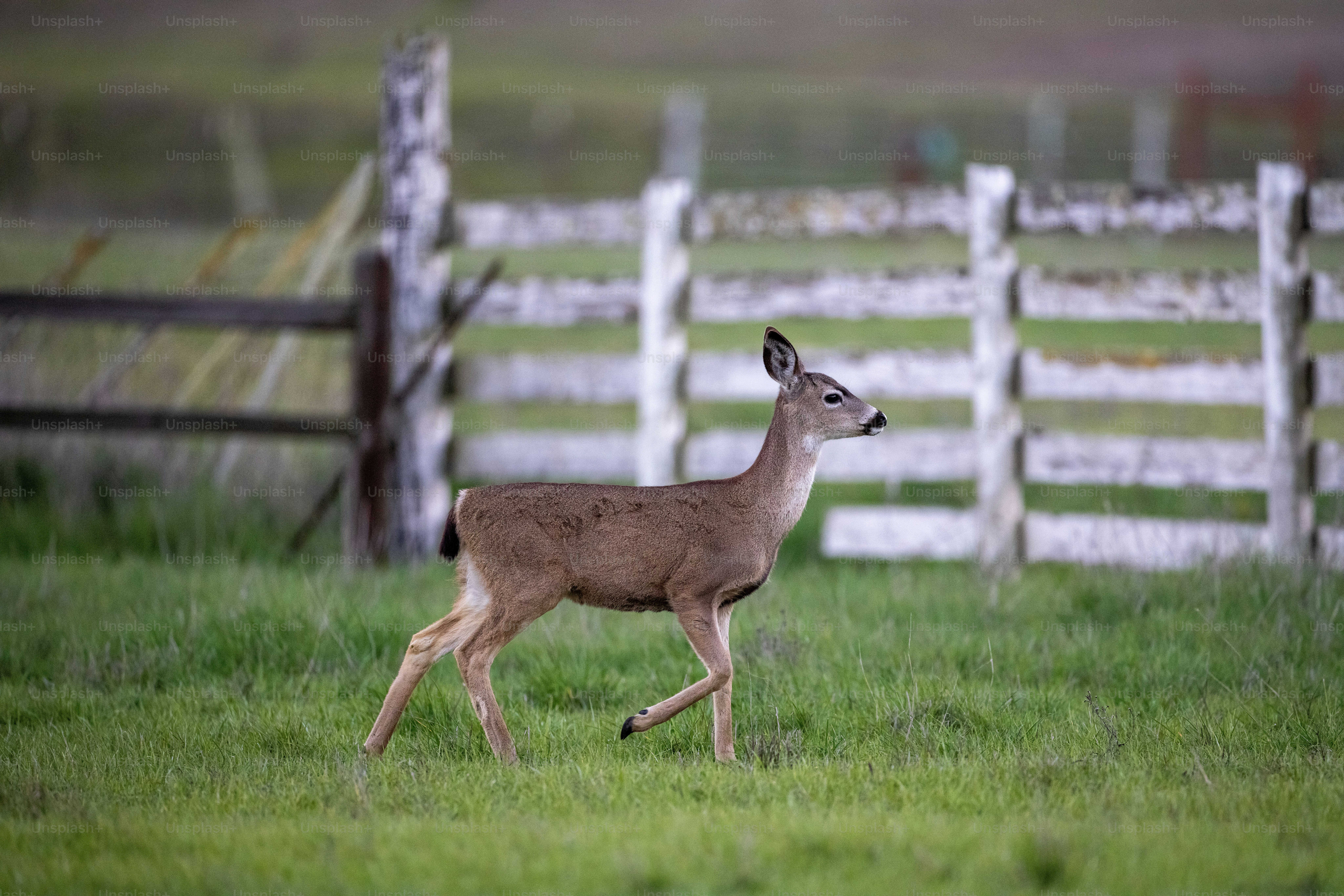 a deer running through a grassy field next to a fence