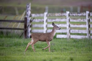 Un cervo che corre attraverso un campo erboso vicino a una recinzione