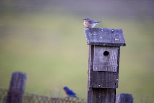 a birdhouse with a blue bird sitting on top of it