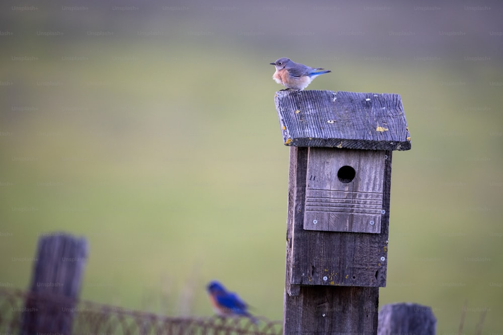 una casetta per gli uccelli con un uccello blu seduto sopra di esso