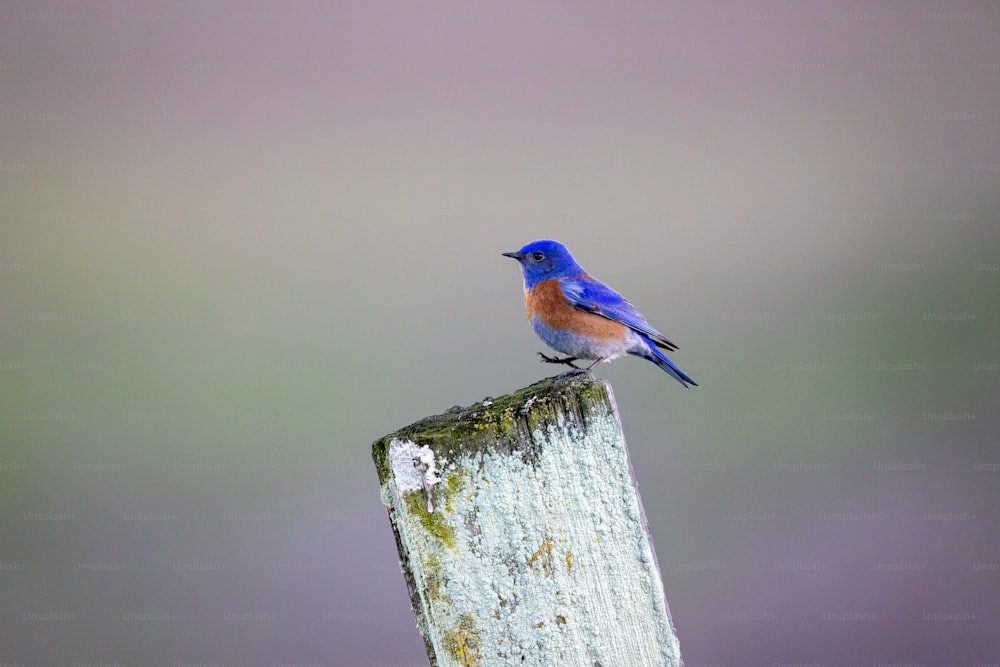 Ein blauer Vogel, der auf einem Holzpfosten sitzt