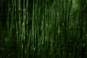 Un primer plano de una hierba verde con gotas de agua sobre ella