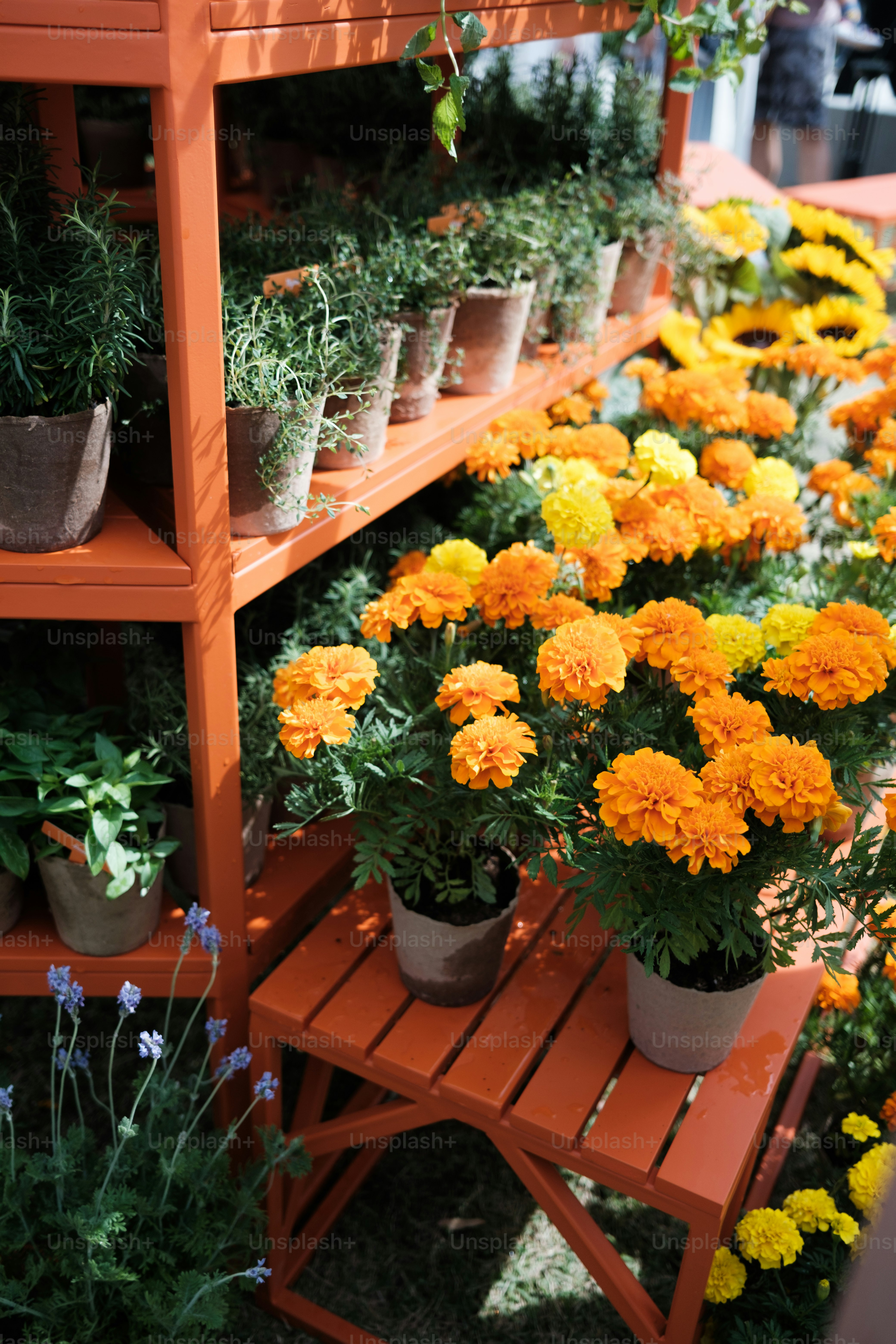 a bunch of flowers that are on a shelf