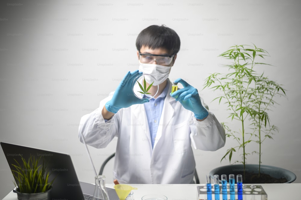 Un científico está comprobando y analizando un experimento de cannabis sativa, planta de cáñamo para aceite de cbd farmacéutico a base de hierbas en un laboratorio