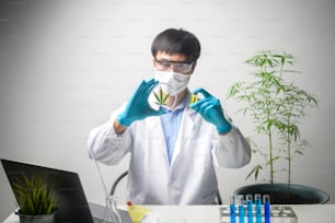 Ein Wissenschaftler überprüft und analysiert ein Cannabis Sativa Experiment, Hanfpflanze für pflanzliches pharmazeutisches CBD-Öl in einem Labor