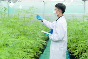 Concept of cannabis plantation for medical, a scientist using tablet to collect data on cannabis sativa indoor farm
