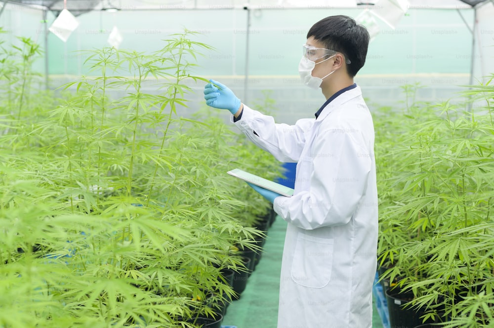 Concetto di piantagione di cannabis per uso medico, uno scienziato che utilizza un tablet per raccogliere dati su una fattoria indoor di cannabis sativa