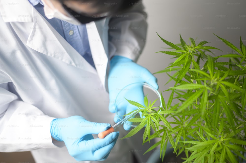 科学者は、実験室でハーブ医薬品CBDオイルの大麻サティバ実験、麻の植物をチェックおよび分析しています